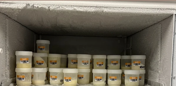 Frozen breast milk samples stored in a freezer for the MilkoScan study