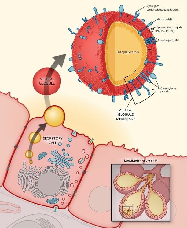 milk fat globule membrane